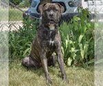 Small #2 Mastador