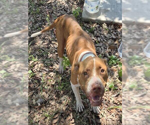 Medium Photo #1 American Staffordshire Terrier-Unknown Mix Puppy For Sale in San Antonio, TX, USA