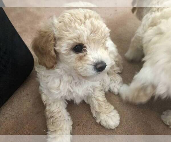 Medium Photo #6 Poodle (Toy) Puppy For Sale in ROHNERT PARK, CA, USA