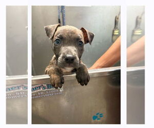 American Bulldog-Unknown Mix Dogs for adoption in Sanford, FL, USA