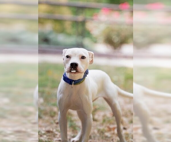 Medium Photo #1 Mutt Puppy For Sale in Belleville, IL, USA