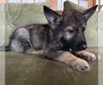 Small #4 German Shepherd Dog