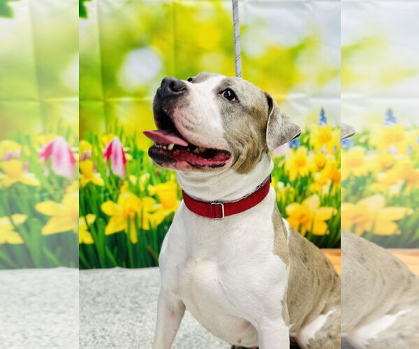 Medium Photo #2 Bullboxer Pit Puppy For Sale in Manahawkin, NJ, USA