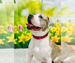 Small #1 Bullboxer Pit