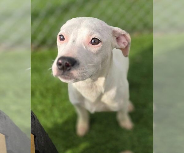 Medium Photo #3 Mutt Puppy For Sale in New York, NY, USA