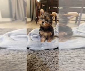 Yorkshire Terrier Puppy for sale in PALMDALE, CA, USA
