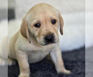 Labrador Retriever Dogs for adoption in San Diego, CA, USA