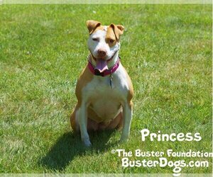 American Pit Bull Terrier-Unknown Mix Dogs for adoption in Belleville, MI, USA