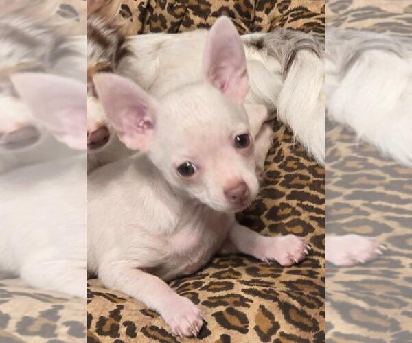 Medium Photo #2 Chihuahua Puppy For Sale in SPRINGFIELD, OH, USA