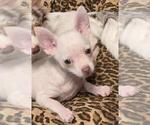 BILLY - Male Chihuahua Puppy for Sale - Photo #2