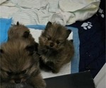 Puppy Cali Pomeranian