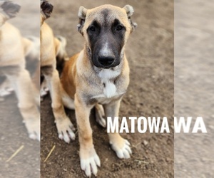 Kangal Dog Puppy for sale in EIDSON, TN, USA