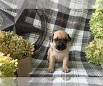 Puppy Tiko Puggle