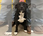 Small #6 Labrador Retriever Mix