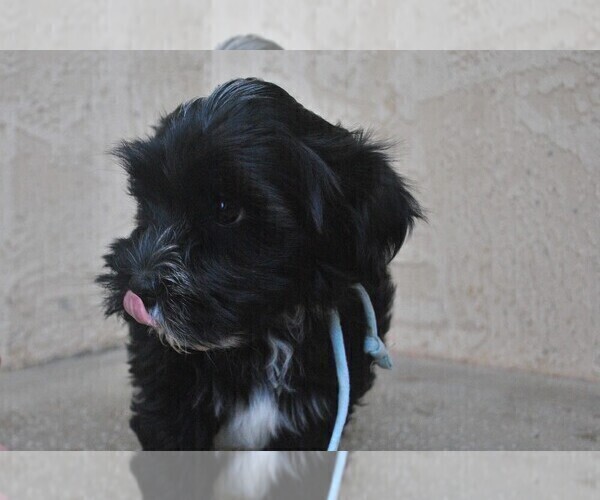 Medium Photo #1 Havanese Puppy For Sale in ZANESVILLE, OH, USA