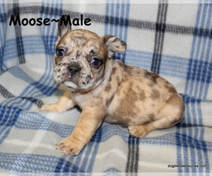 French Bulldog Puppy for sale in MAPLE HILL, KS, USA