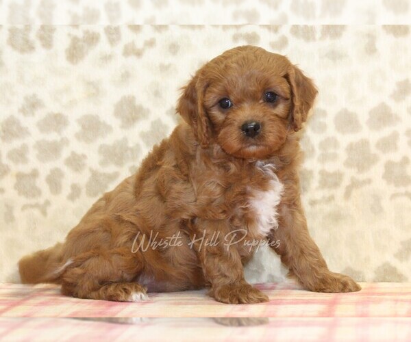 Medium Photo #3 Cavapoo Puppy For Sale in DENVER, PA, USA