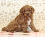 Small Photo #3 Cavapoo Puppy For Sale in DENVER, PA, USA