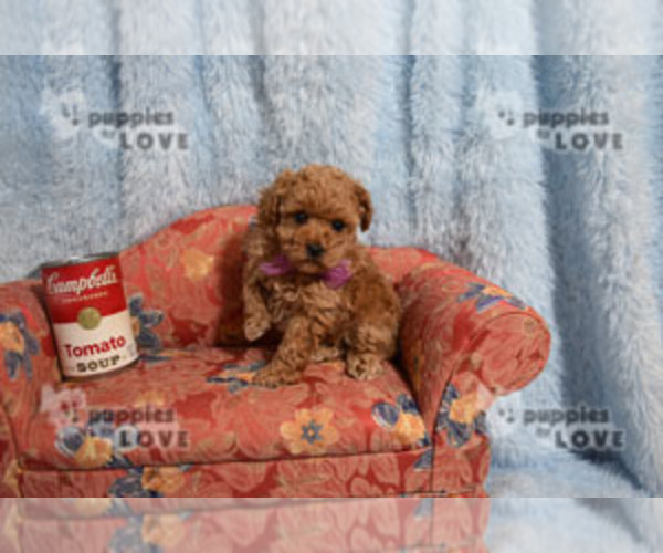 Medium Photo #18 Poodle (Toy) Puppy For Sale in SANGER, TX, USA
