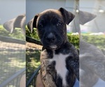 Puppy Patches Mastiff