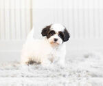 Small #2 Morkie-Poodle (Toy) Mix