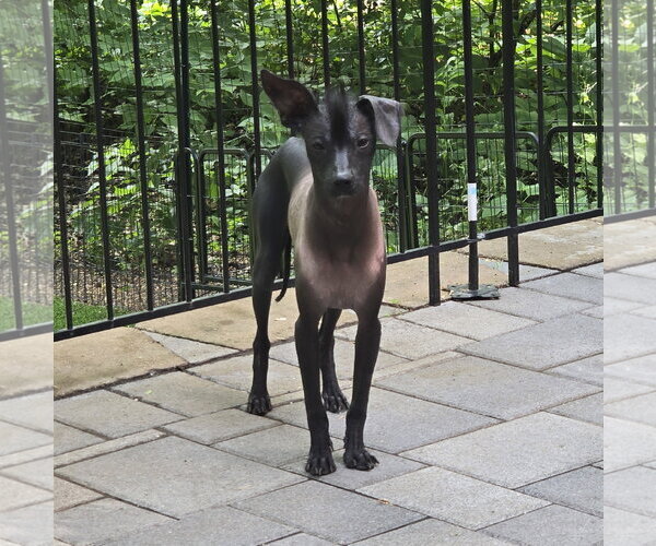 Medium Photo #2 Mutt Puppy For Sale in Brooklyn Center, MN, USA