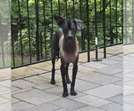 Small #1 Mutt