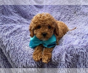 Cavapoo Puppy for sale in CAMPBELLSVILLE, KY, USA