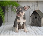 Small #2 French Bulldog