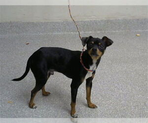 Chihuahua-Unknown Mix Dogs for adoption in Pasadena, TX, USA