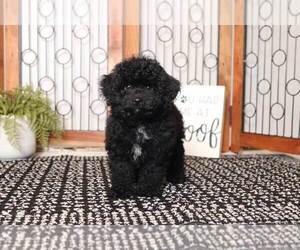 Poodle (Toy) Puppy for sale in NAPLES, FL, USA