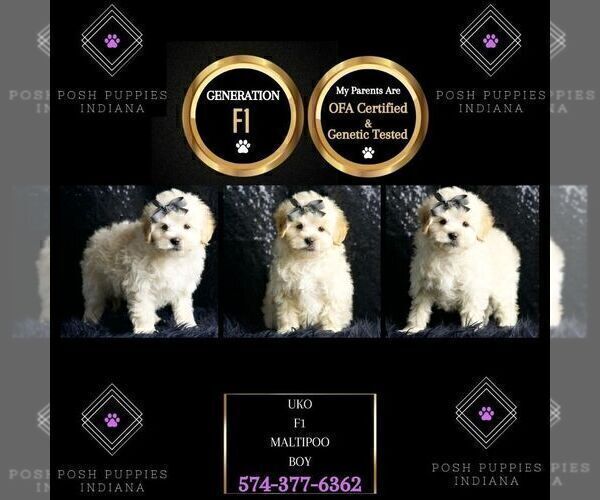 Medium Photo #2 Maltipoo Puppy For Sale in WARSAW, IN, USA