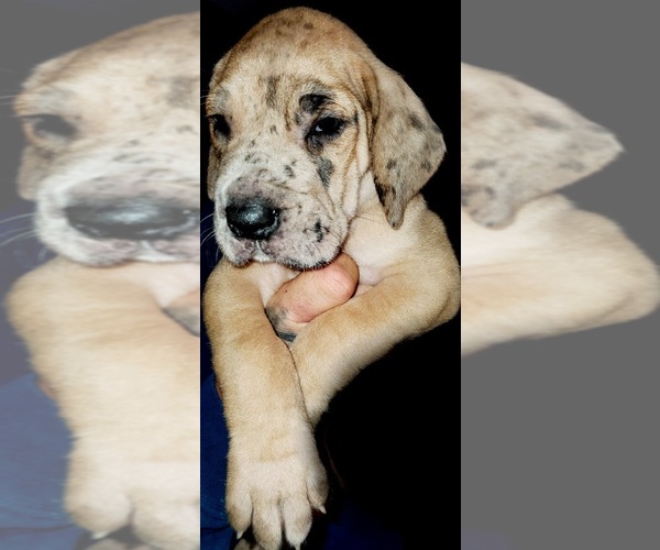 Medium Photo #1 Great Dane Puppy For Sale in CLARKSVILLE, TN, USA