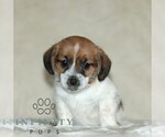 Small #4 Jack Russell Terrier-ShihPoo Mix