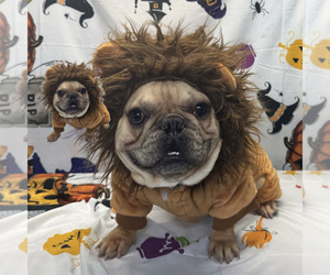 Father of the French Bulldog puppies born on 09/07/2026