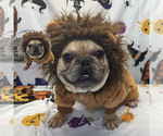 Small Photo #1 French Bulldog Puppy For Sale in SACRAMENTO, CA, USA