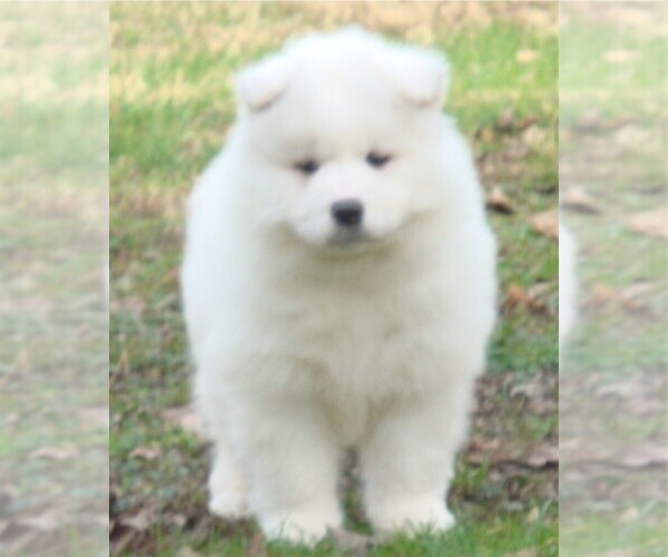 Medium Photo #10 Samoyed Puppy For Sale in BAXTER, TN, USA