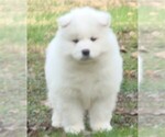 Small Photo #10 Samoyed Puppy For Sale in BAXTER, TN, USA