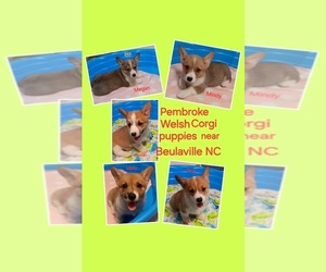 Pembroke Welsh Corgi Puppy for Sale in BEULAVILLE, North Carolina USA
