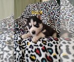 Small Photo #5 Siberian Husky Puppy For Sale in PIKEVILLE, TN, USA