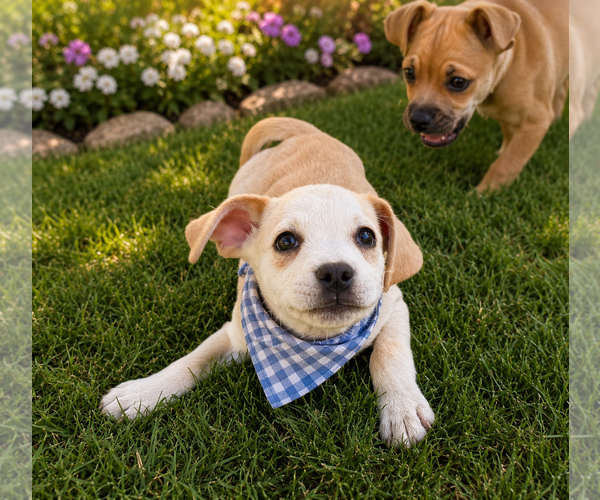 Medium Photo #2 Chug Puppy For Sale in Phoenix, AZ, USA