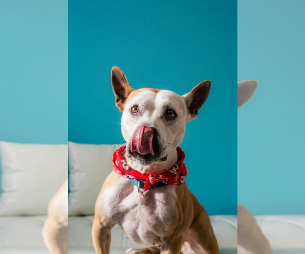 Medium Photo #9 Mutt Puppy For Sale in Minneapolis, MN, USA