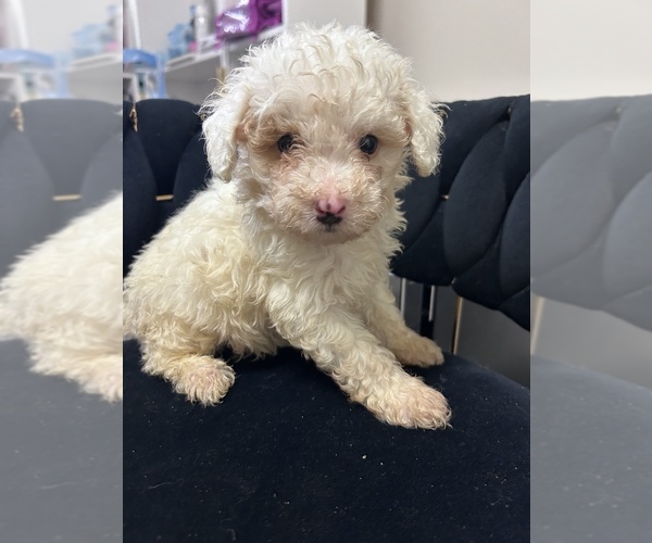 Medium Photo #1 Maltipoo (Miniature) Puppy For Sale in VIRGINIA BEACH, VA, USA