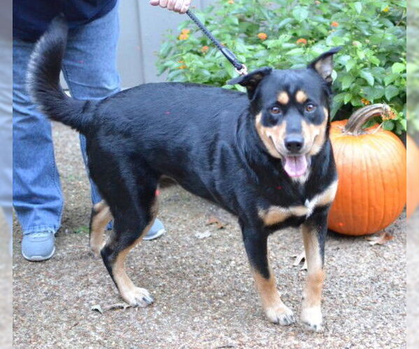 Medium Photo #3 Rottweiler-Unknown Mix Puppy For Sale in Germanton, TN, USA