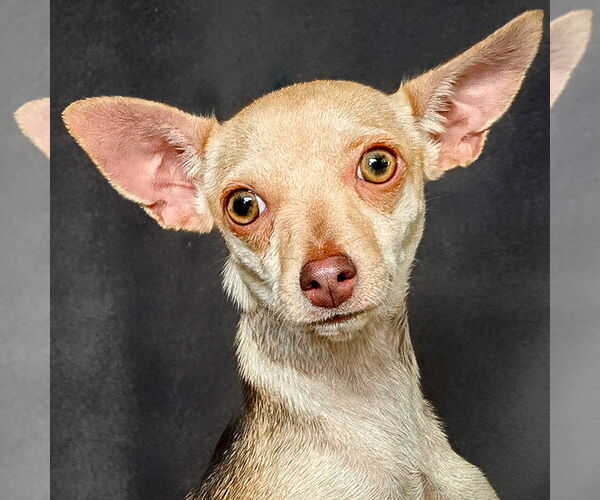 Medium Photo #2 Chihuahua Puppy For Sale in Albuquerque, NM, USA