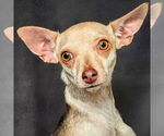 Small #1 Chihuahua