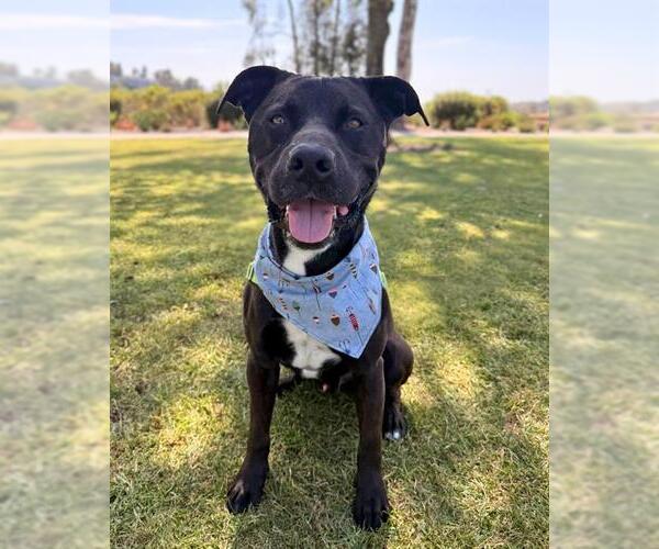 Medium Photo #4 Mutt Puppy For Sale in Chula Vista, CA, USA