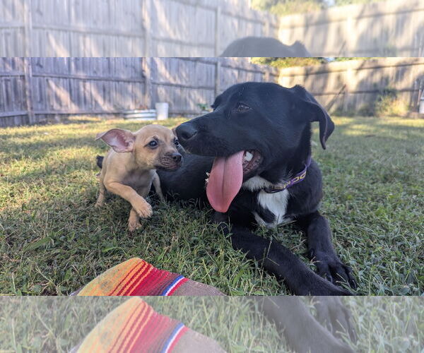 Medium Photo #6 Labrador Retriever-Unknown Mix Puppy For Sale in Oakhurst, NJ, USA