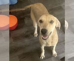 Small #3 Coonhound Mix