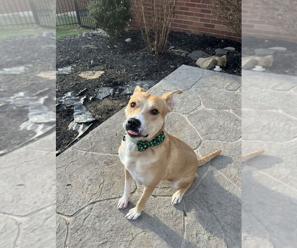 Medium Photo #15 Labrador Retriever-Unknown Mix Puppy For Sale in Springdale, PA, USA